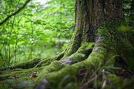 Banner Erlebniswanderung - Auf den Büchelstein mit der Naturpark-Rangerin